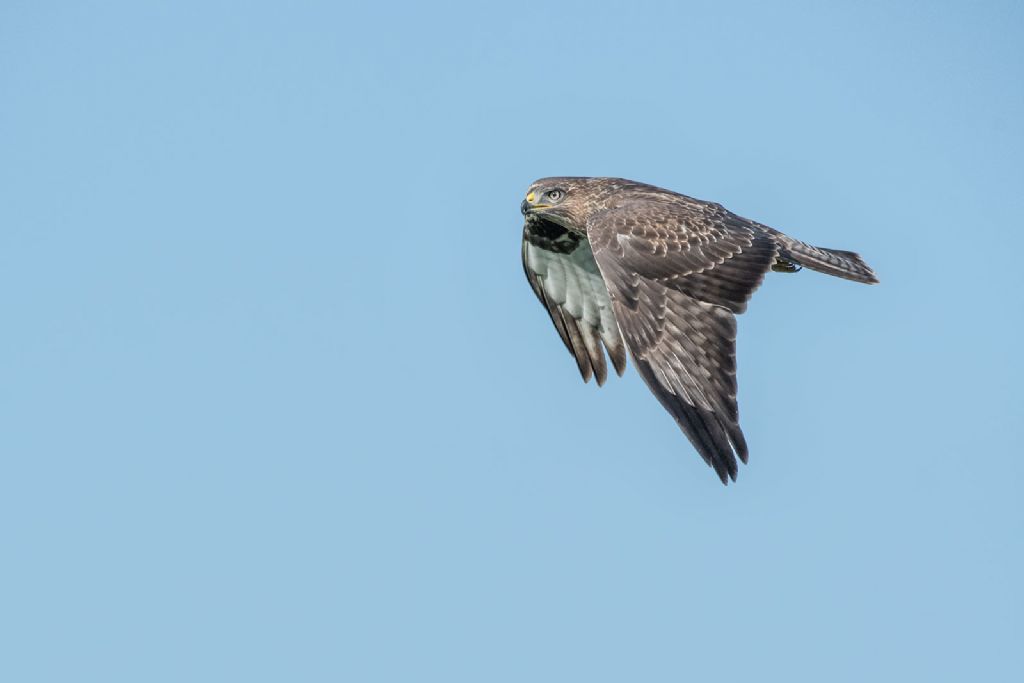 Poiana (Buteo buteo)